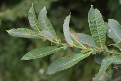 Salix appendiculata