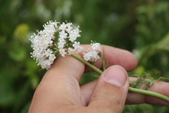 Valeriana tuberosa