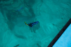 Paracanthurus hepatus