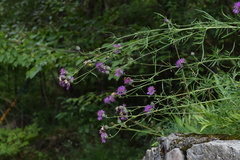 Centaurea scabiosa grinensis