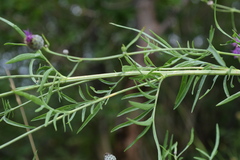 Centaurea scabiosa grinensis