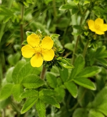 Potentilla polyphylla