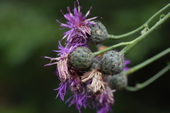 Centaurea scabiosa grinensis