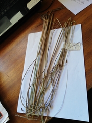 Bulbostylis schoenoides