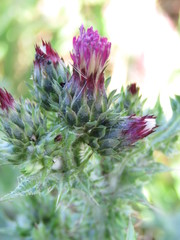 Carduus argentatus