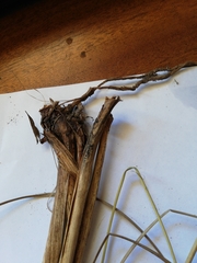 Bulbostylis schoenoides