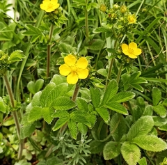 Potentilla polyphylla