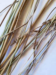 Bulbostylis schoenoides