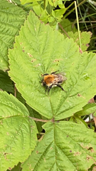 Bombus pascuorum