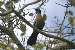 Tauraco porphyreolophus porphyreolophus