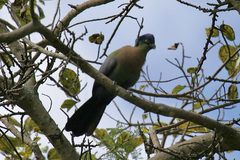 Tauraco porphyreolophus porphyreolophus