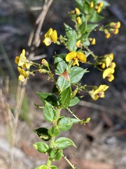 Daviesia umbellulata