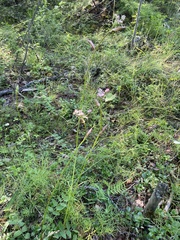 Ostericum tenuifolium