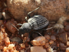 Tenebrionidae