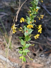 Daviesia umbellulata