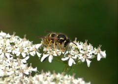 Dolichovespula sylvestris