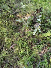 Ostericum tenuifolium