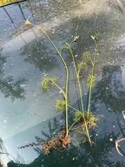 Ostericum tenuifolium