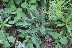 Tanacetum achilleifolium