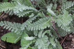 Tanacetum achilleifolium