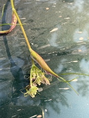 Ostericum tenuifolium