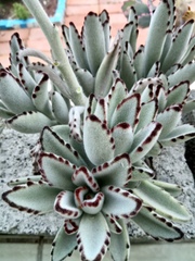 Kalanchoe tomentosa