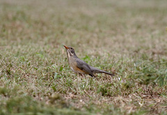 Turdus libonyana