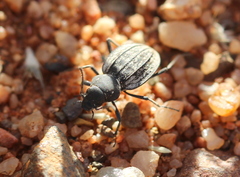 Tenebrionidae