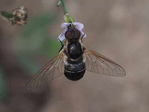 Micomitra stupida