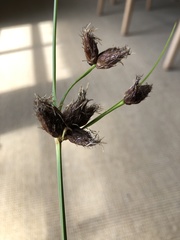 Bolboschoenus maritimus