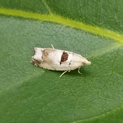 Epinotia ramella