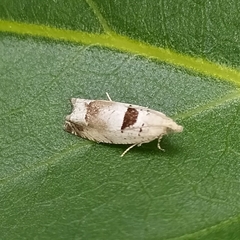 Epinotia ramella