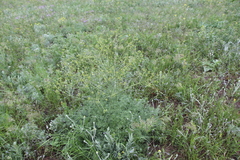 Prangos odontalgica