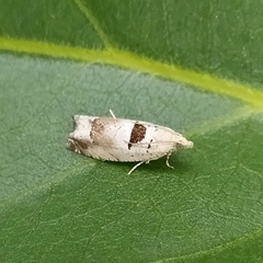 Epinotia ramella