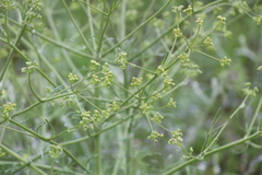 Prangos odontalgica
