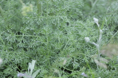 Prangos odontalgica
