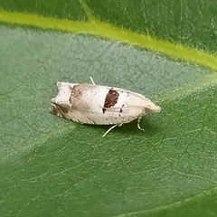 Epinotia ramella