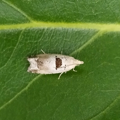 Epinotia ramella