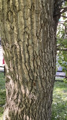 Populus