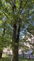 Populus