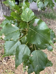 Populus