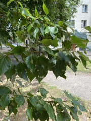 Populus