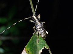 Acalolepta permutans