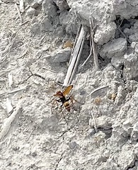 Cryptocheilus annulatus