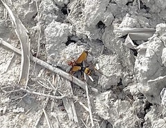 Cryptocheilus annulatus