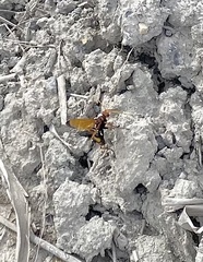 Cryptocheilus annulatus