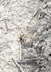 Cryptocheilus annulatus