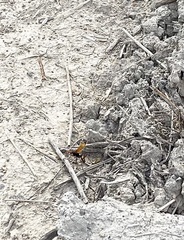 Cryptocheilus annulatus