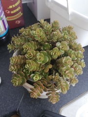 Sedum tetractinum