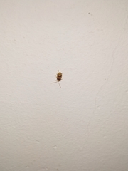 Monolepta bifasciata